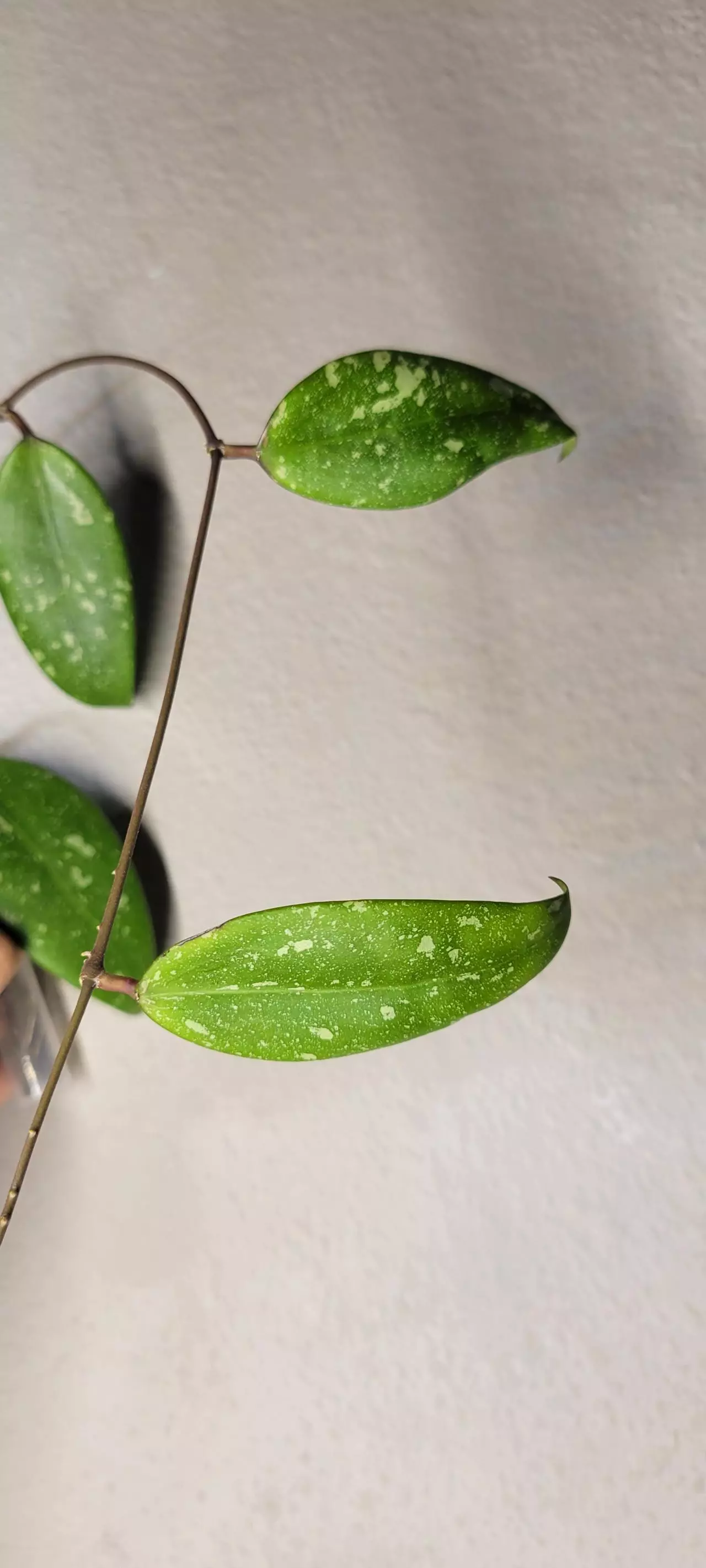 plant/Hoya sp. Vietnam Splash Unrooted-2