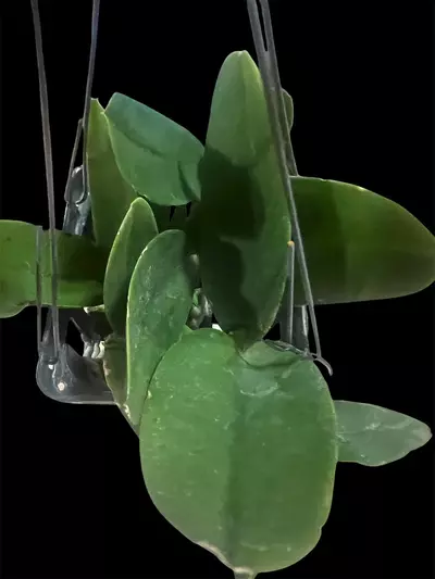 plant/cattleya da she cognac- orchid plant-4-thumbnail