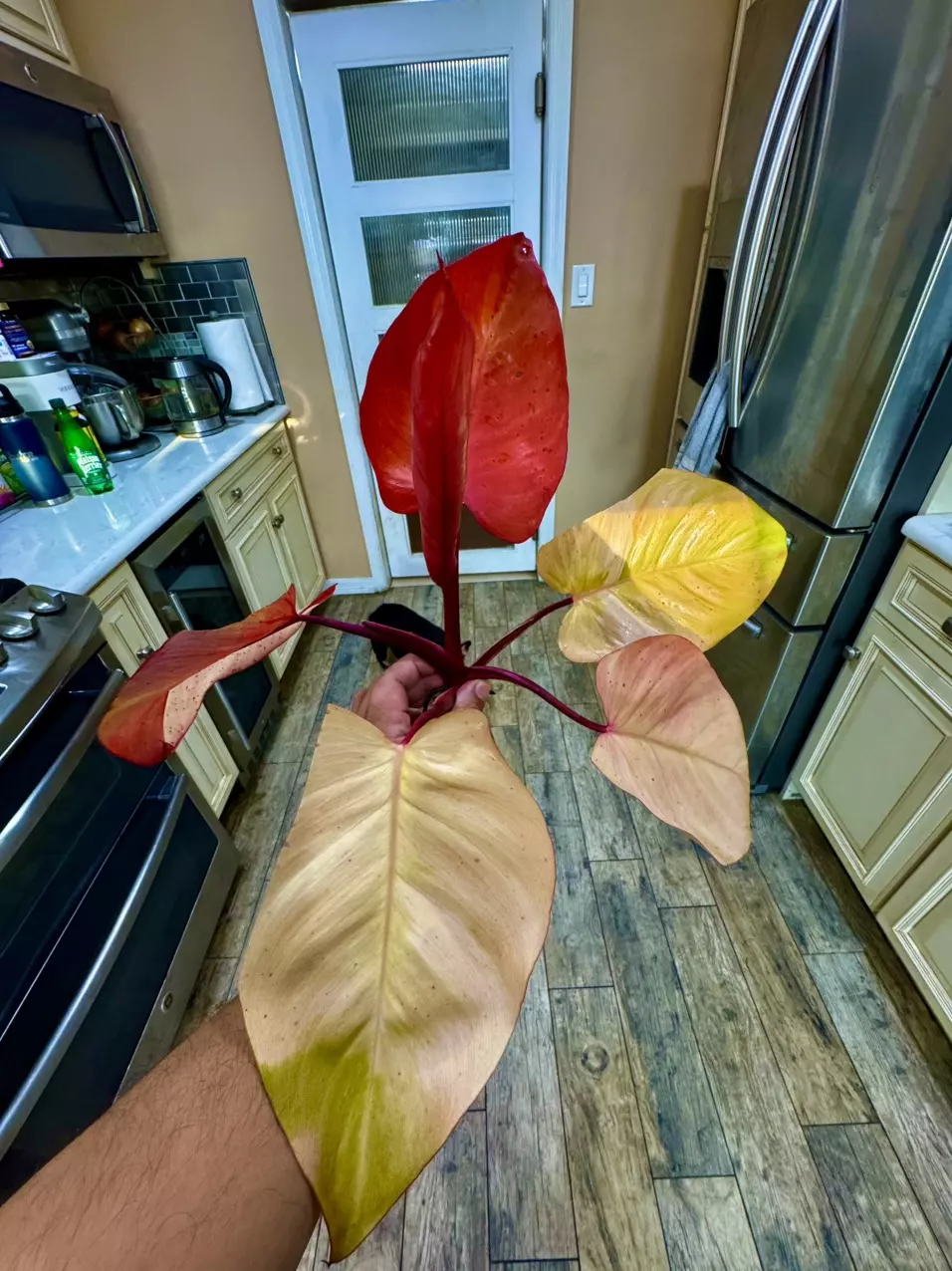 plant/Philodendron PERSIMMON PRINCESS-1