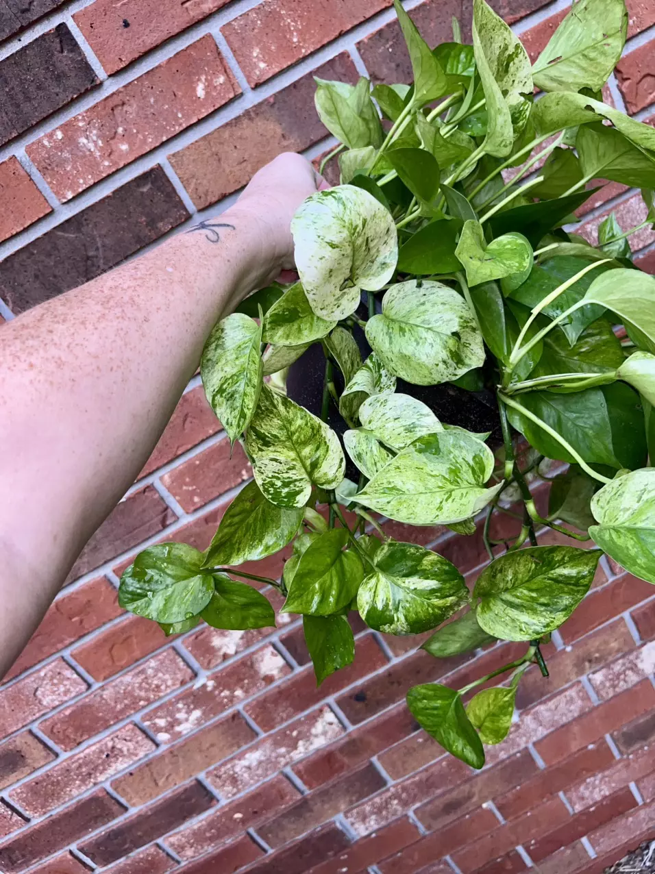plant/Jessenia Pothos 8 inch hanging basket-1