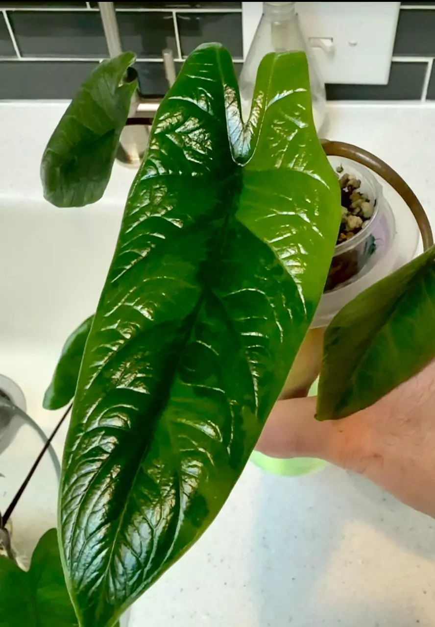 plant/Variegated Alocasia Scalprum Corm-0