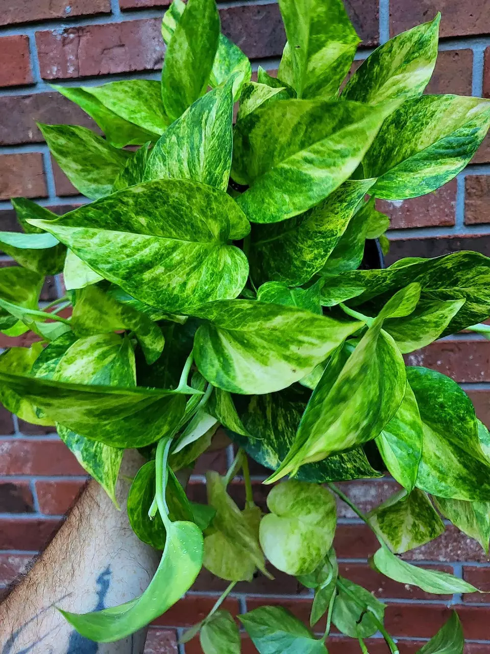 plant/Fernando’s Fire Pothos 8 inch hanging basket-1