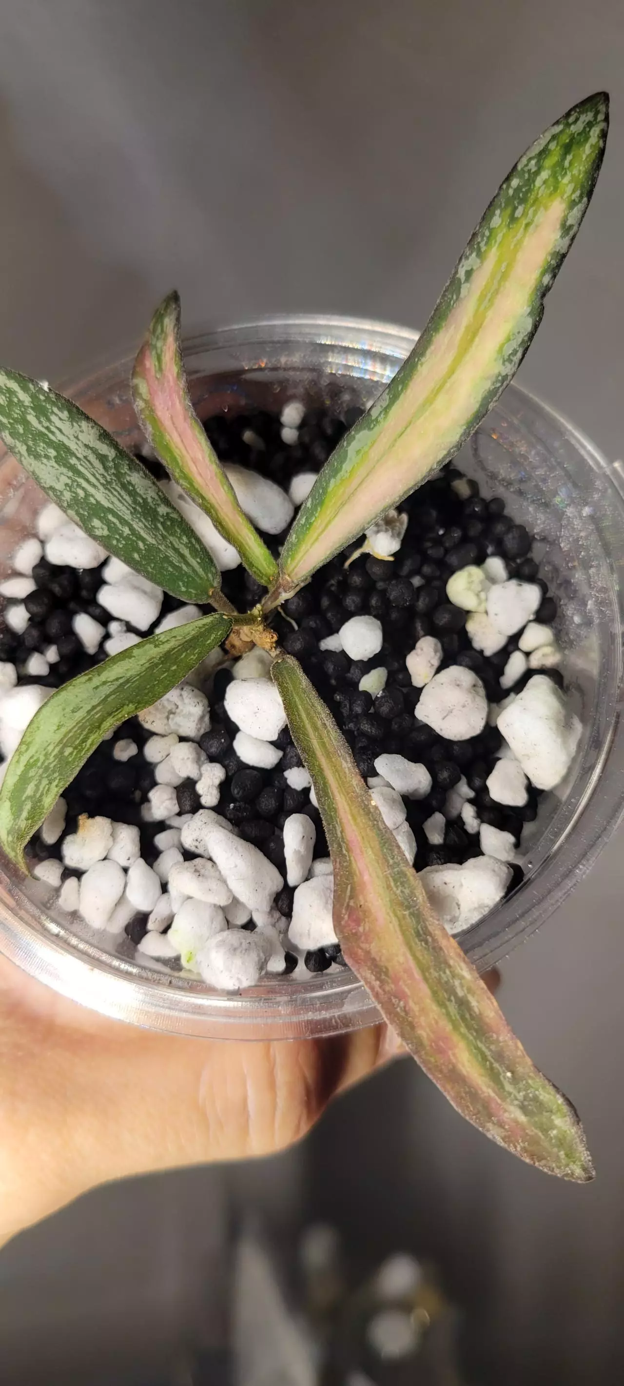 plant/Hoya Sigillatis Inner Variegated Rooted-1