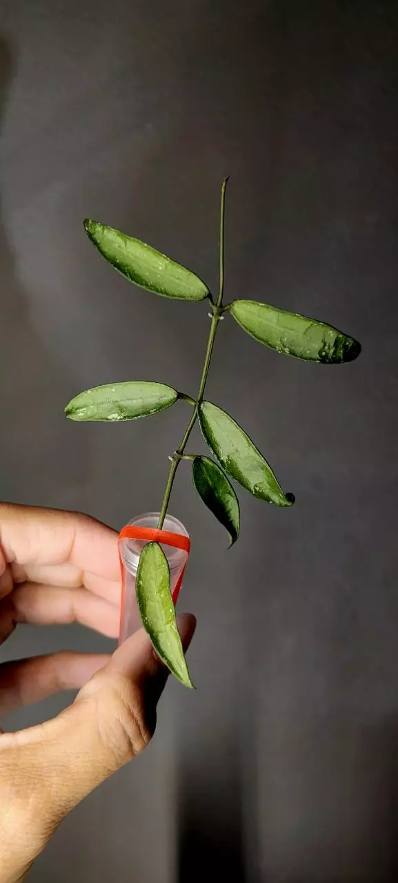 plant/Hoya Lacunosa 'Mr. Tent' Unrooted-0