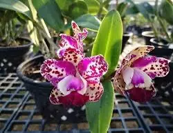 plant/cattleya da she cognac- orchid plant-1-thumbnail