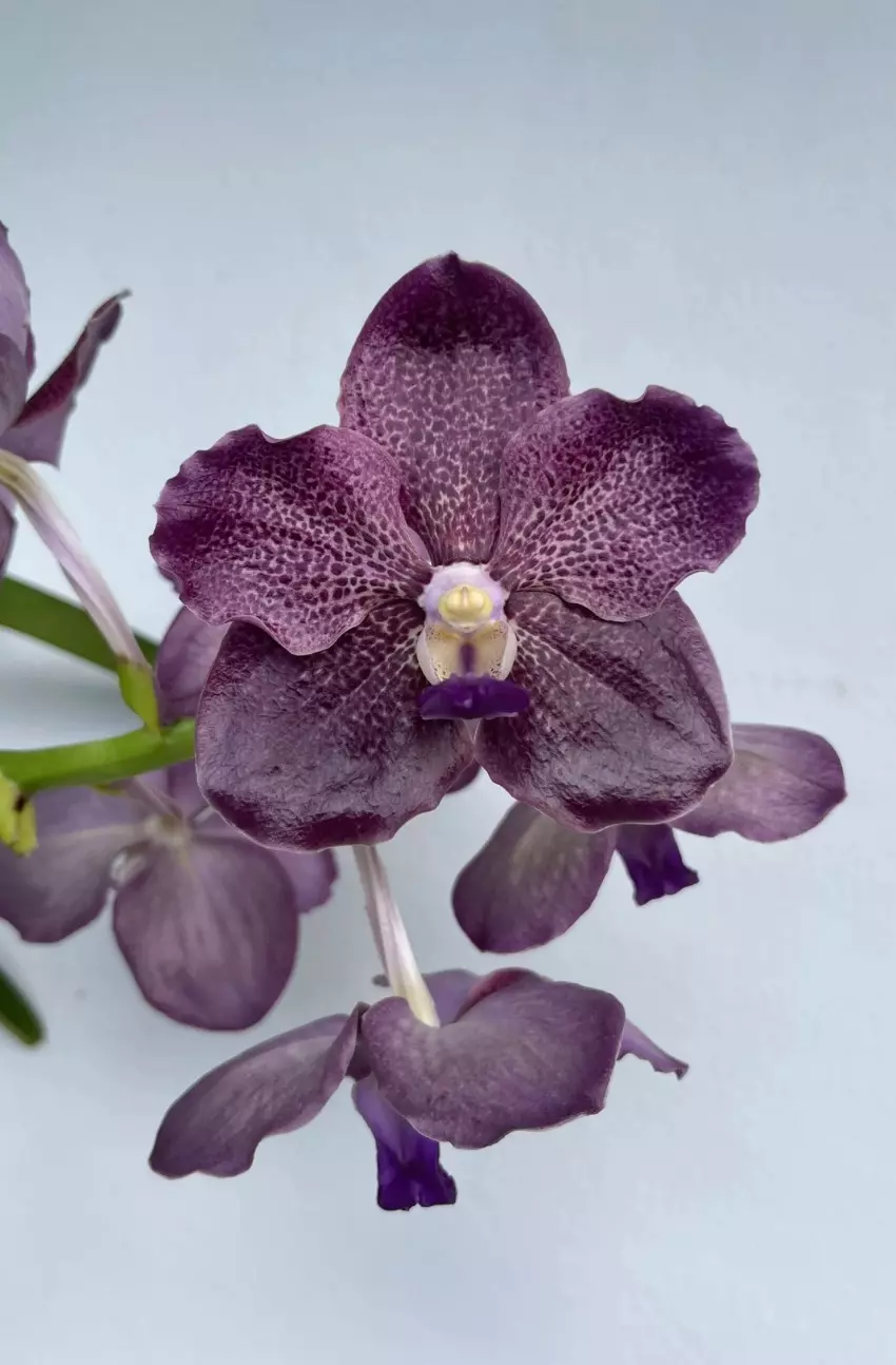 plant/Papilionanda Corneels Cilliers Midnight Serenade (Mimi Palmer hybrid)  orchid pl-8