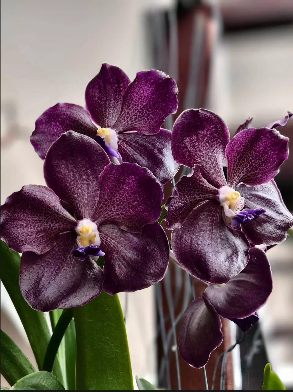 plant/Papilionanda Corneels Cilliers Midnight Serenade (Mimi Palmer hybrid)  orchid pl-0