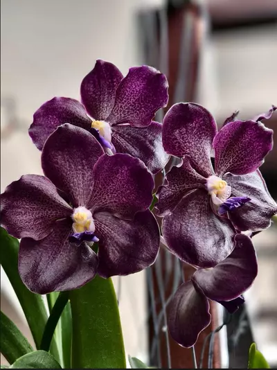 plant/Papilionanda Corneels Cilliers Midnight Serenade (Mimi Palmer hybrid)  orchid pl-0-thumbnail