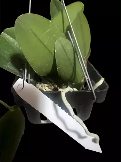 plant/cattleya da she cognac- orchid plant-3-thumbnail