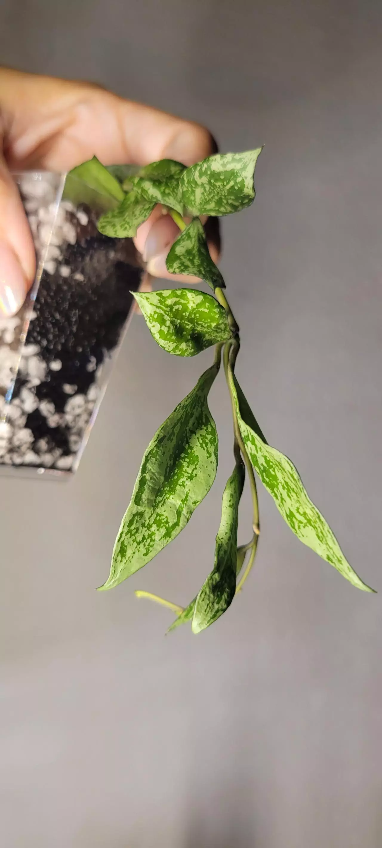 plant/Hoya 'Silver Lime' Lacunosa Unrooted-2