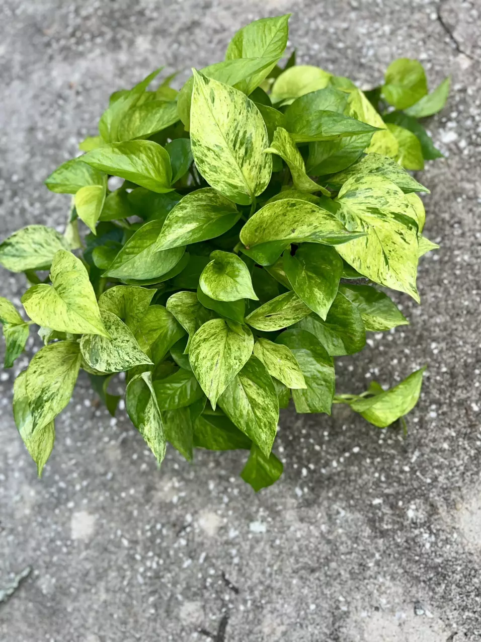 plant/Jessenia Pothos 8 inch basket-3