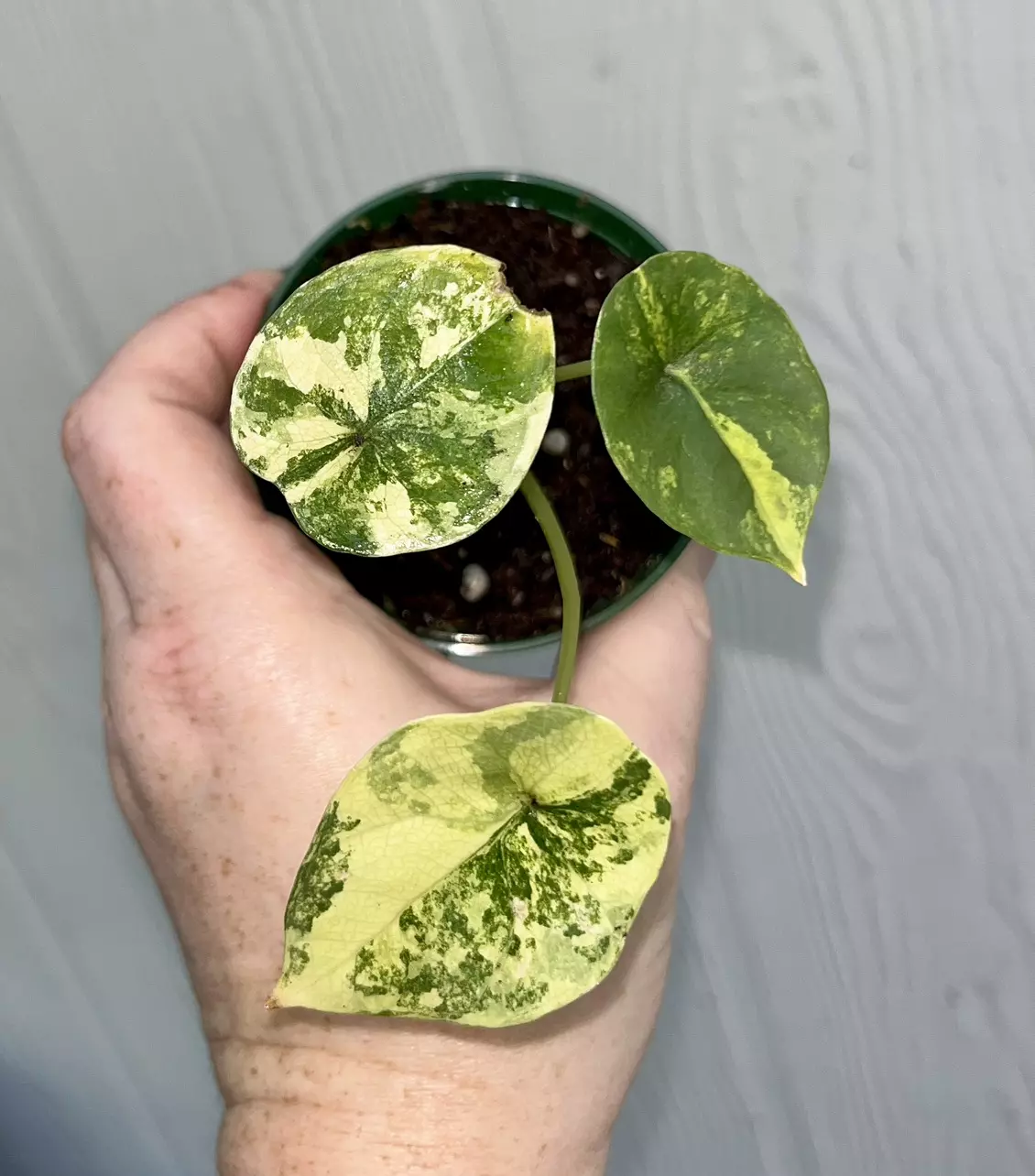 plant/Alocasia Scalprum Albo pup-1