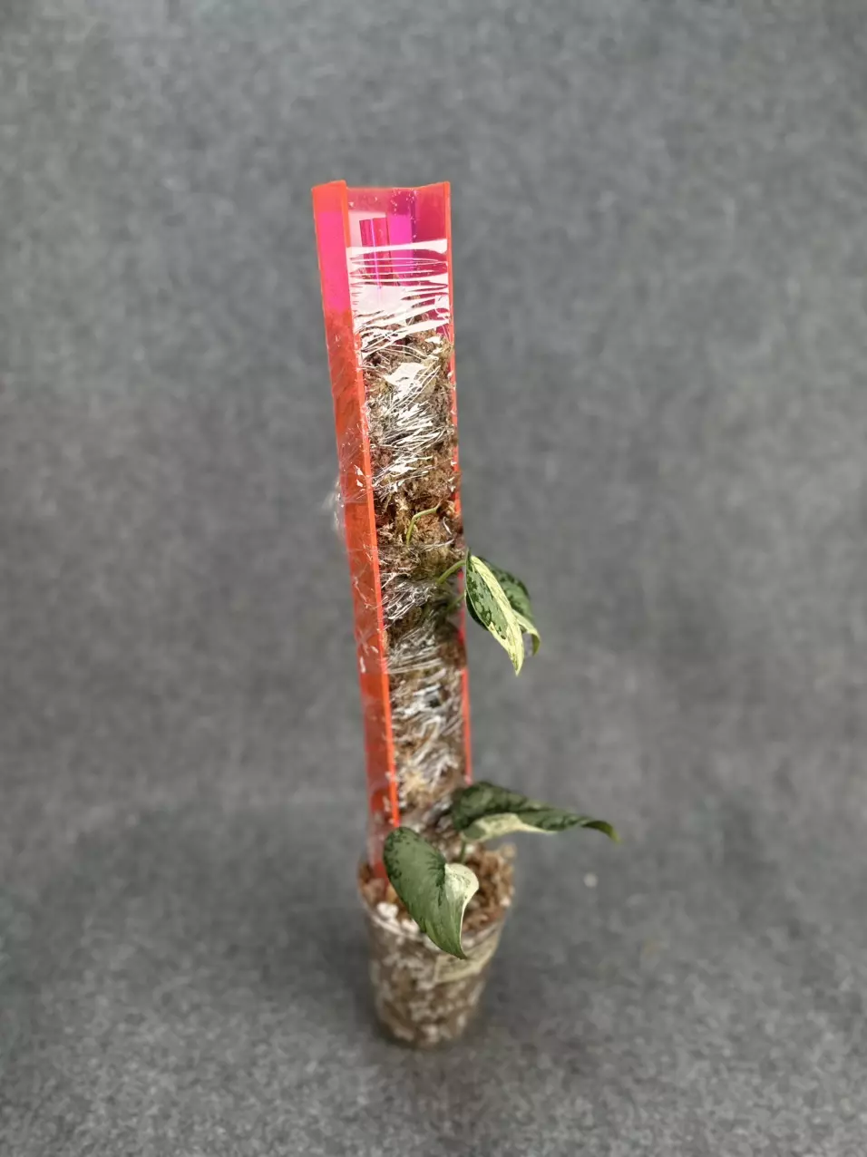 plant/Luxury Open-Front Acrylic (plexiglass) Moss Poles-3