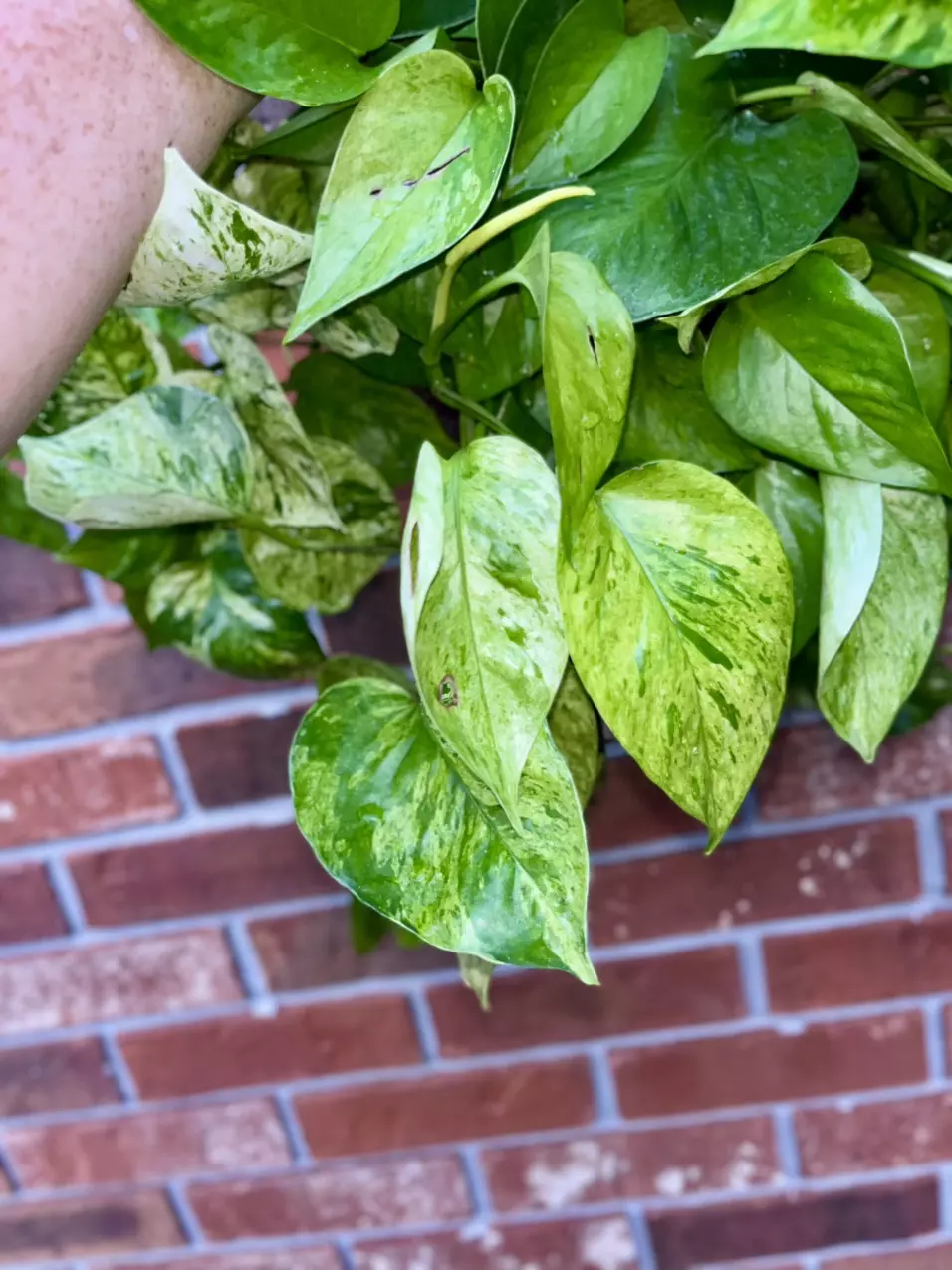 plant/Jessenia Pothos 8 inch hanging basket-3