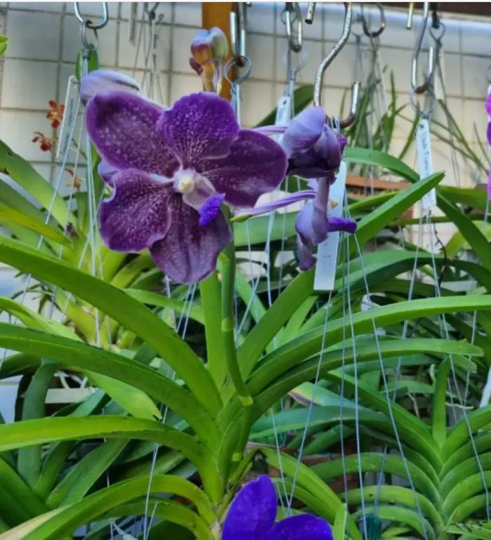 plant/Papilionanda Corneels Cilliers Midnight Serenade (Mimi Palmer hybrid)  orchid pl-1