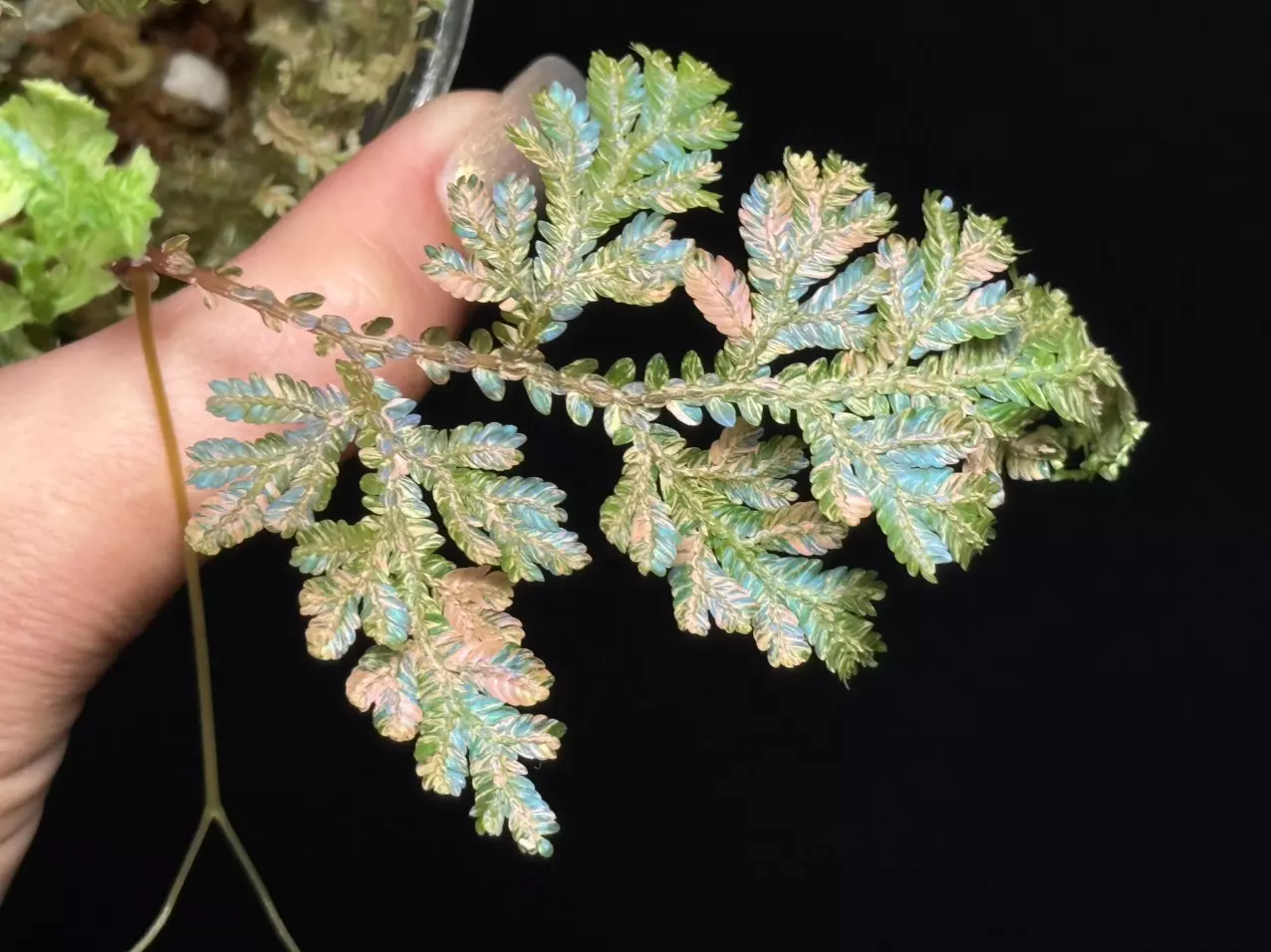plant/Selaginella Willdenowii Variegated with stunning variegation and iridescent.-0