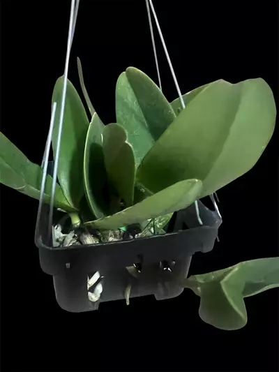 plant/cattleya da she cognac- orchid plant-2-thumbnail