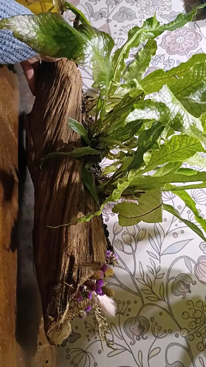 plant/Driftwood planter-2