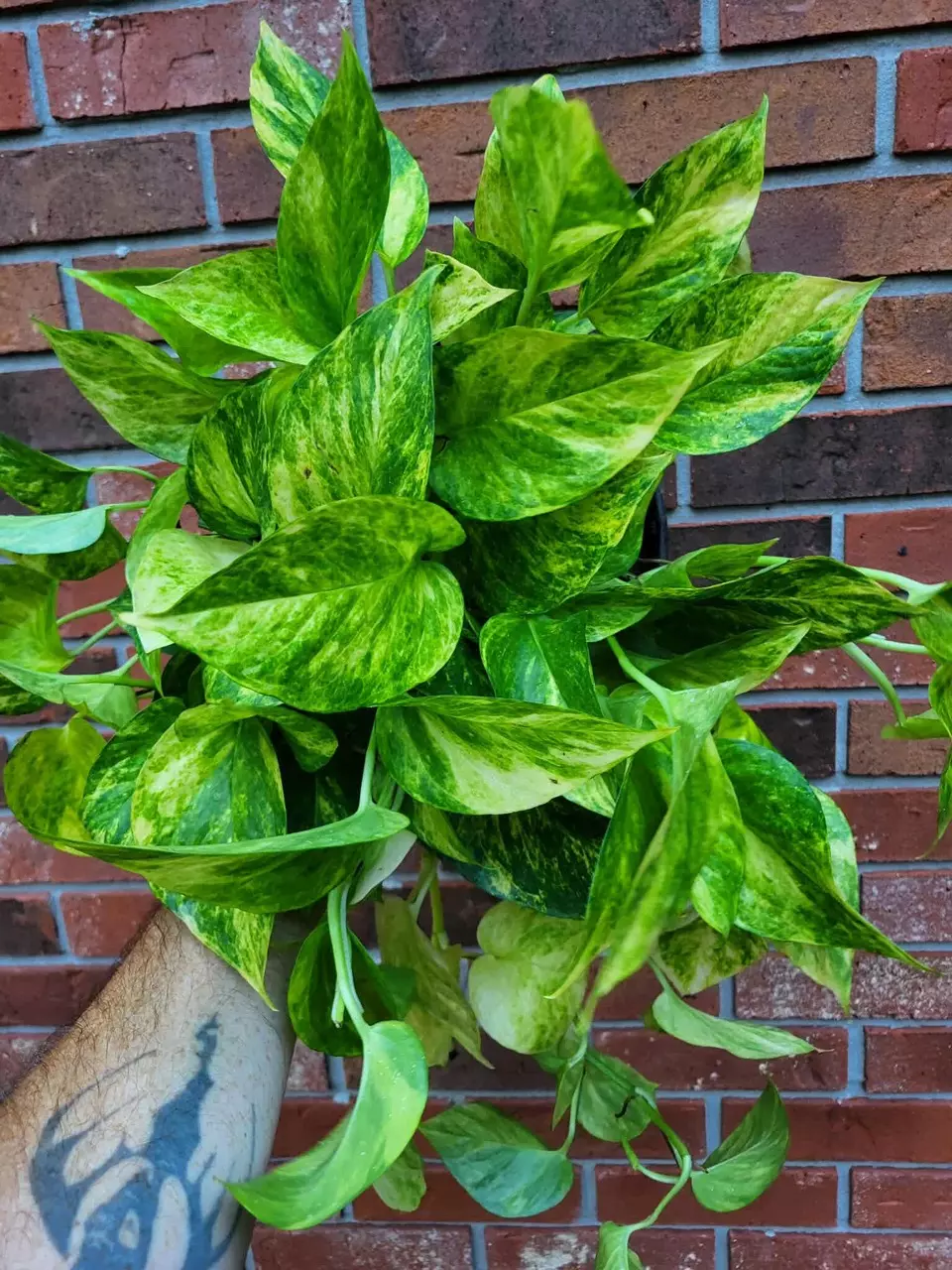 plant/Fernando’s Fire Pothos 8 inch hanging basket-0