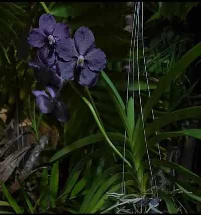 plant/Papilionanda Corneels Cilliers Midnight Serenade (Mimi Palmer hybrid)  orchid pl-7-thumbnail