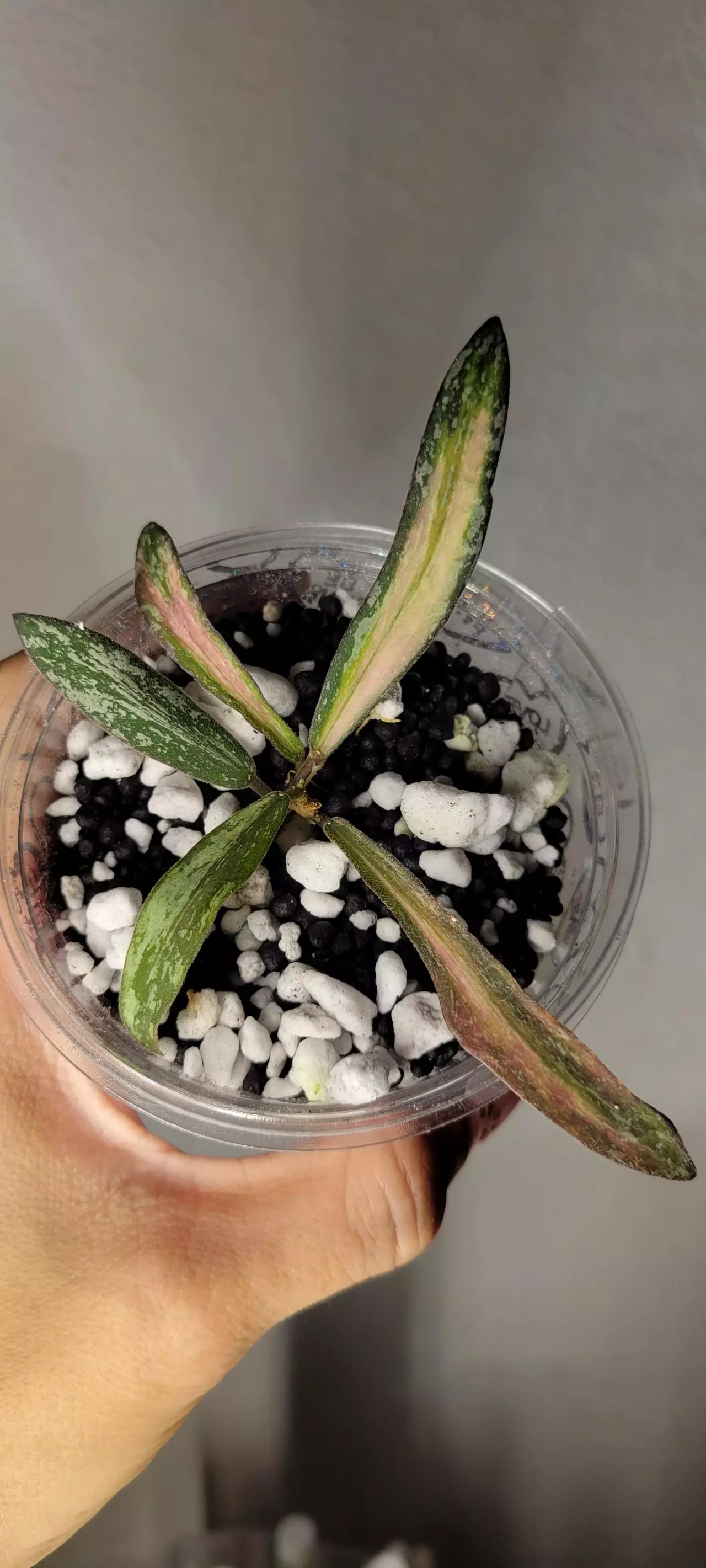 plant/Hoya Sigillatis Inner Variegated Rooted-0