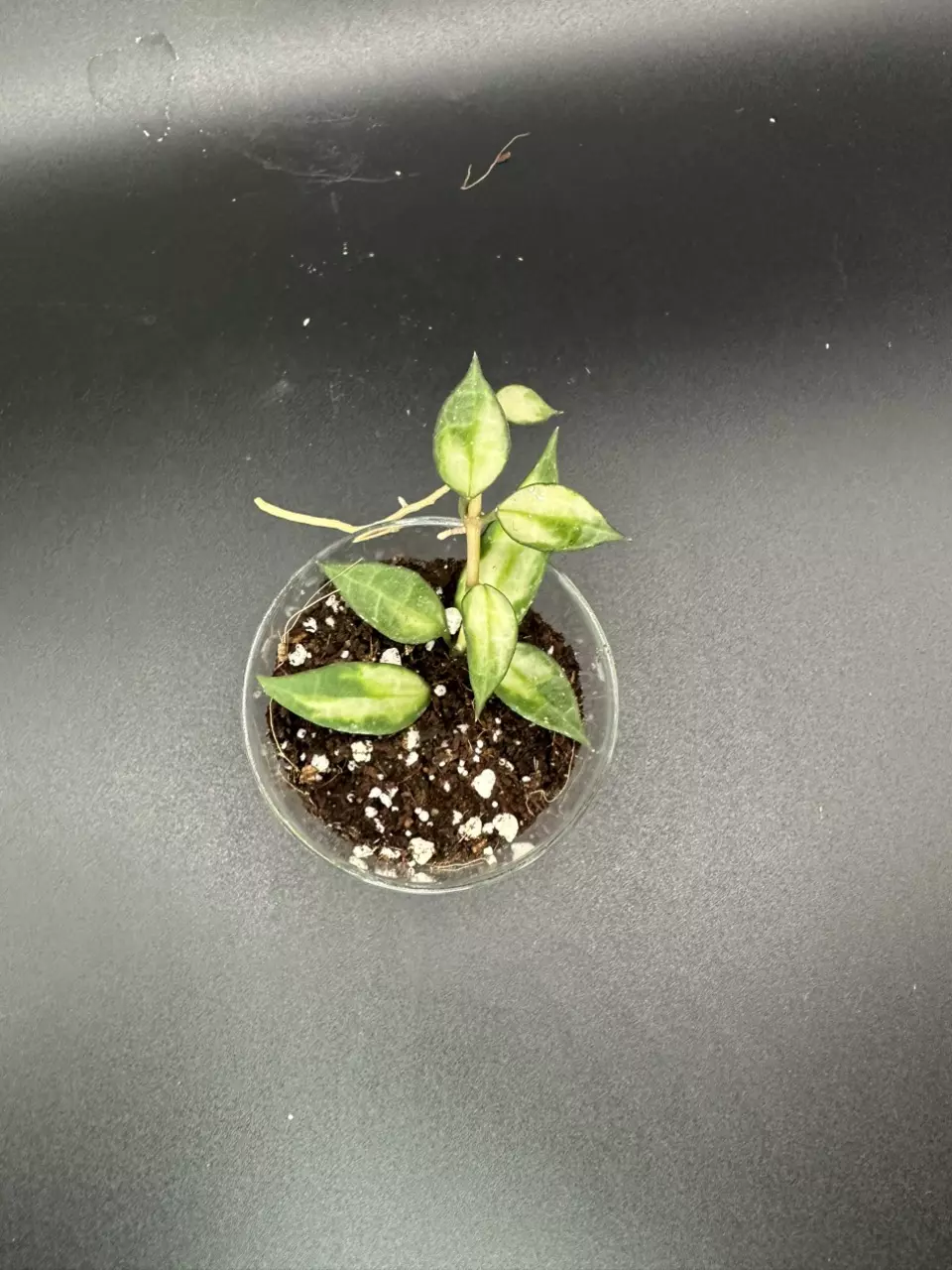 plant/Lacunosa Golden Flame # 444-0