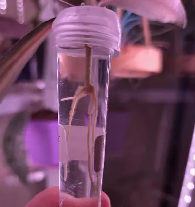 plant/Hoya Sigillatis Inner Variegated-2-thumbnail