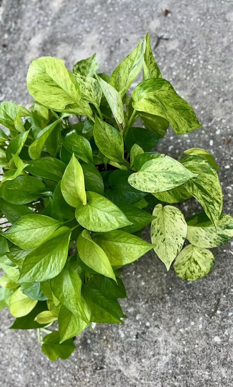 plant/Jessenia Pothos 8 inch basket-1