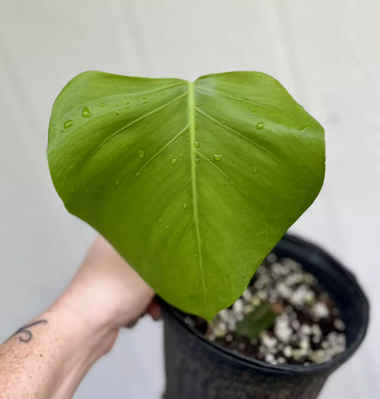 plant/Monstera Deliciousa Flat Top-0