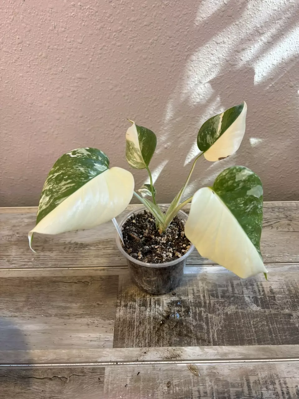 Monstera Borsigiana Albo