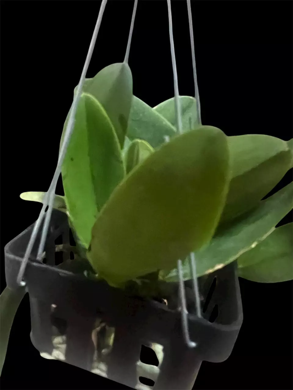 plant/cattleya da she cognac- orchid plant-6