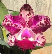plant/cattleya da she cognac- orchid plant-0