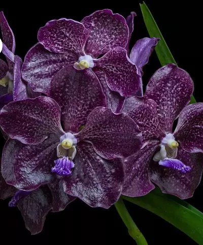 plant/Papilionanda Corneels Cilliers Midnight Serenade (Mimi Palmer hybrid)  orchid pl-2-thumbnail