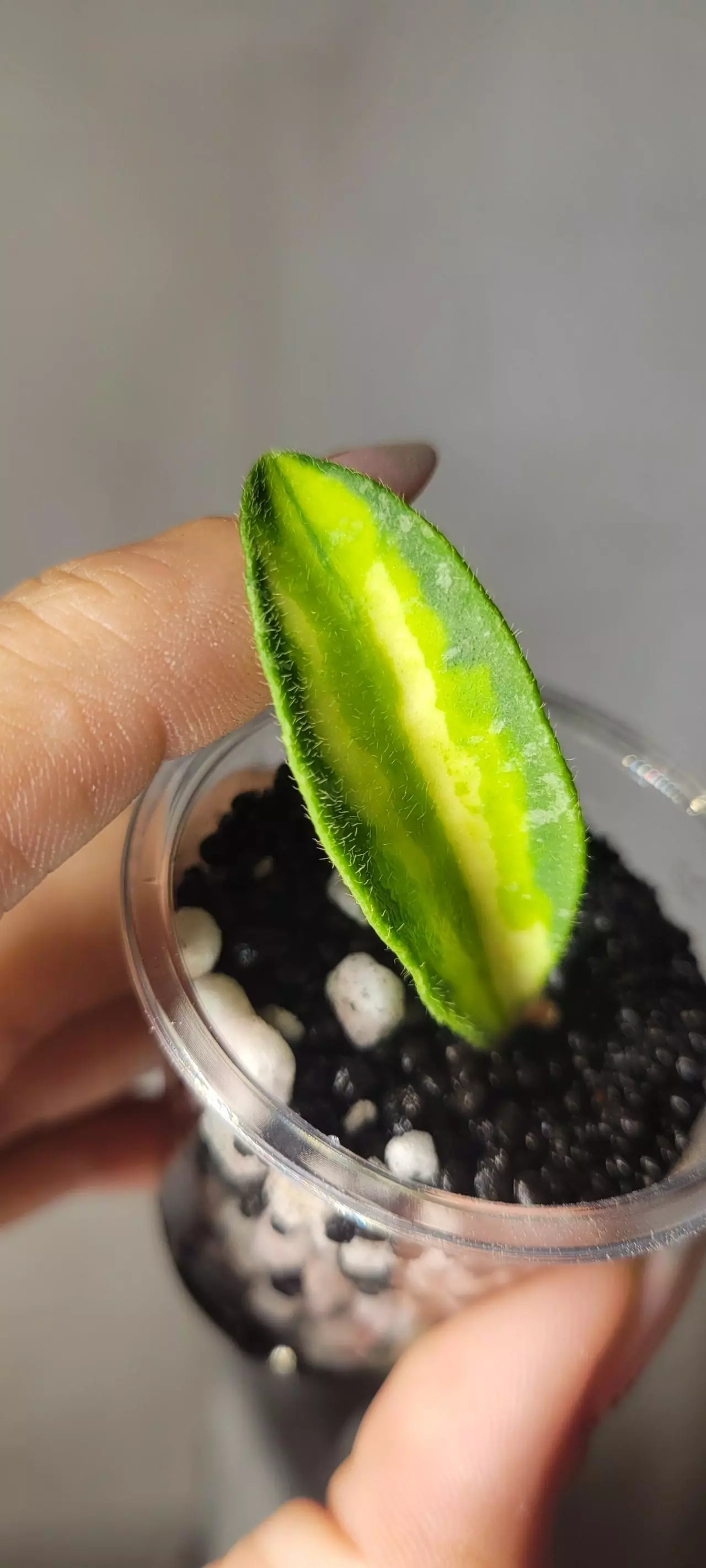 plant/Hoya Phuwuaensis Variegated Unrooted-1