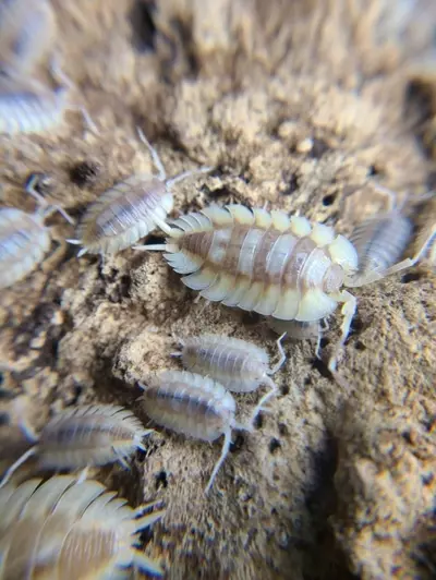 plant/Porcellio Expansus "Autumnal Equenox" 12ct Isopods-1-thumbnail