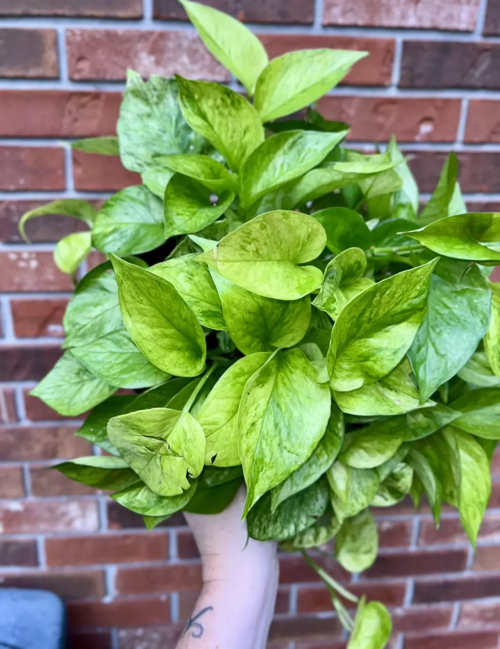 plant/Jessenia Pothos 8 inch basket-4