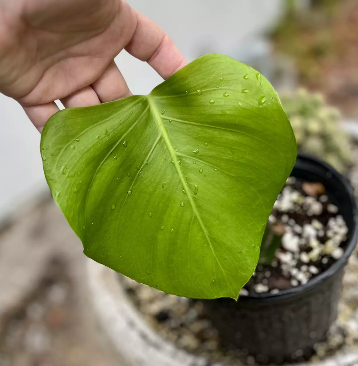 plant/Monstera Deliciousa Flat Top-1
