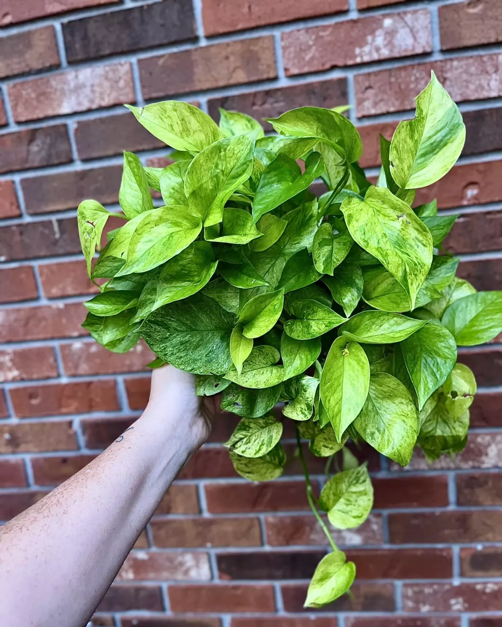 plant/Jessenia Pothos 8 inch basket-0