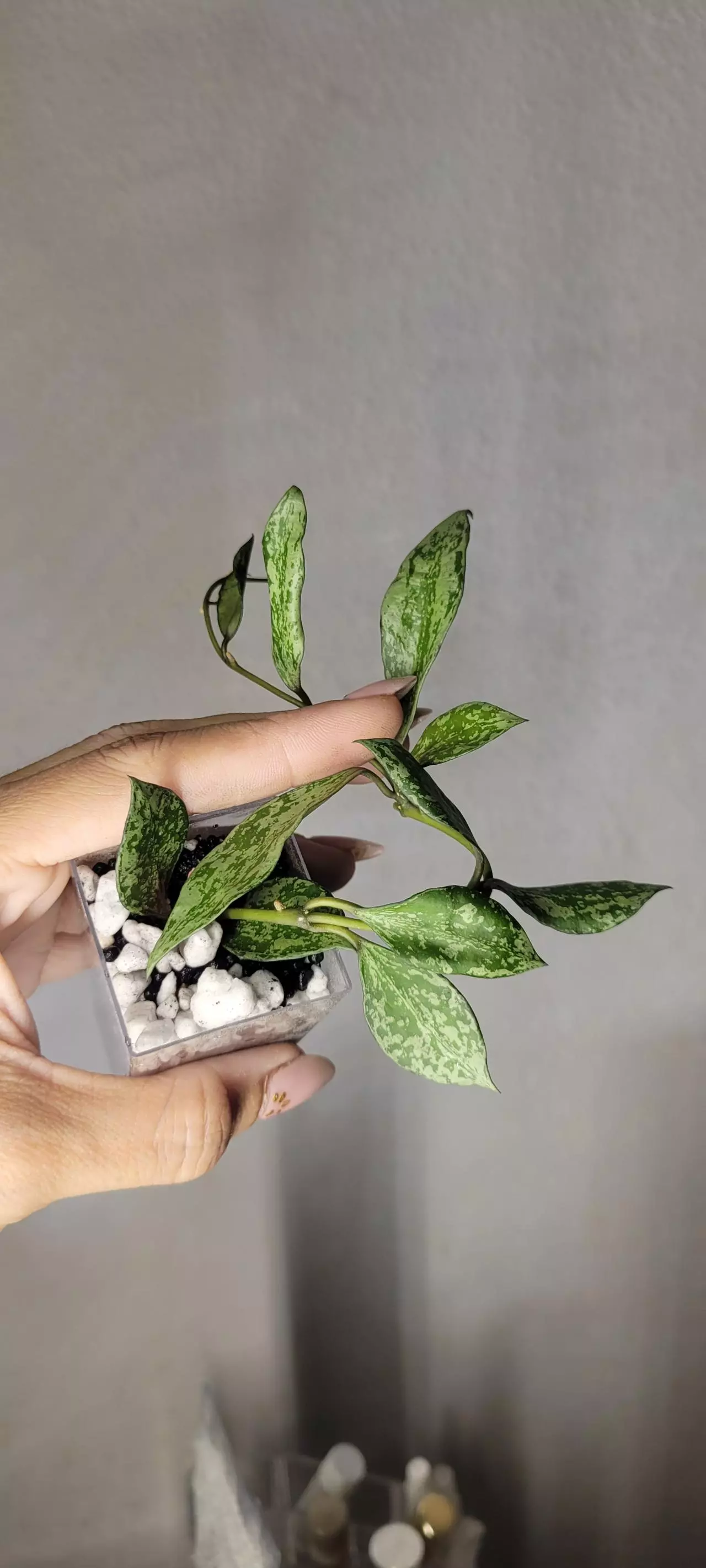 plant/Hoya 'Silver Lime' Lacunosa Unrooted-1