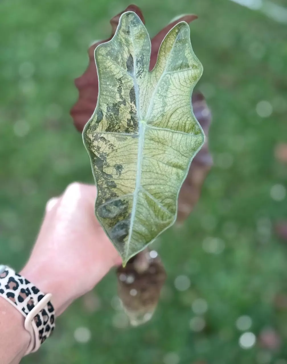 plant/Pink pseudo CORM ONLY-0