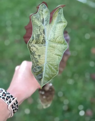 plant/Pink pseudo CORM ONLY-0-thumbnail