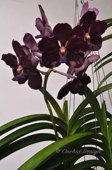 plant/Papilionanda Corneels Cilliers Midnight Serenade (Mimi Palmer hybrid)  orchid pl-4-thumbnail