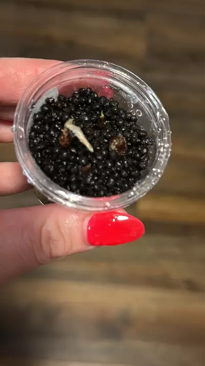 plant/Pink pseudo CORM ONLY-2-thumbnail