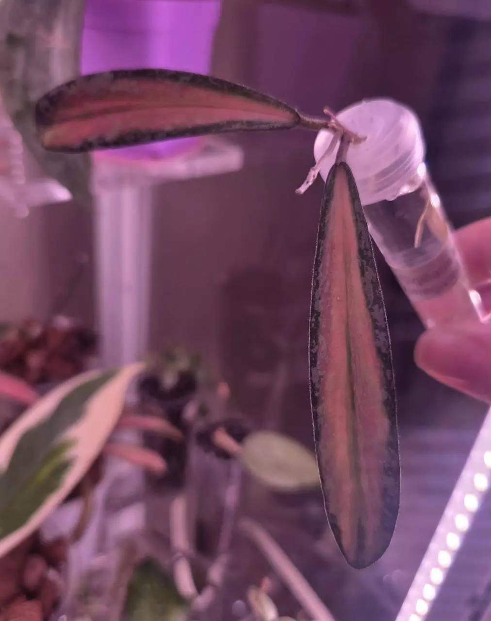plant/Hoya Sigillatis Inner Variegated-0