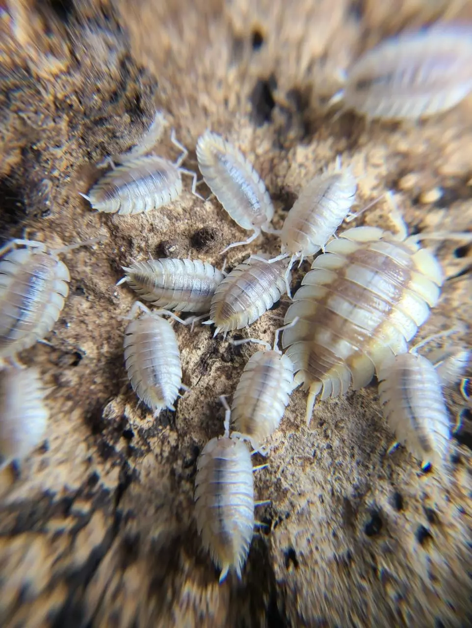 plant/Porcellio Expansus "Autumnal Equenox" 12ct Isopods-2