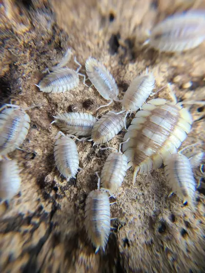 plant/Porcellio Expansus "Autumnal Equenox" 12ct Isopods-2-thumbnail
