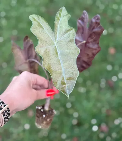 plant/Pink pseudo CORM ONLY-1-thumbnail