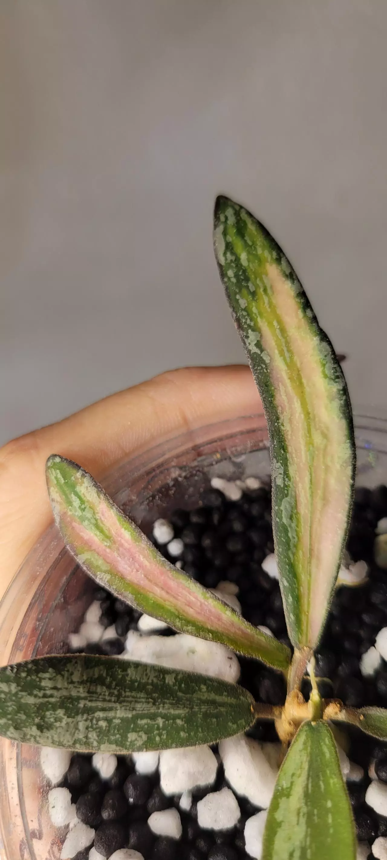 plant/Hoya Sigillatis Inner Variegated Rooted-2