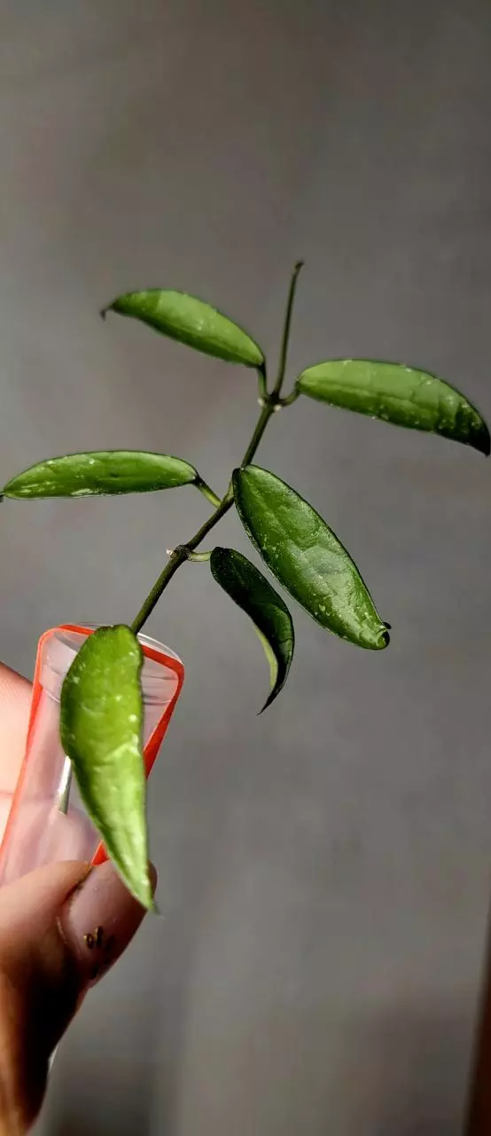 plant/Hoya Lacunosa 'Mr. Tent' Unrooted-1