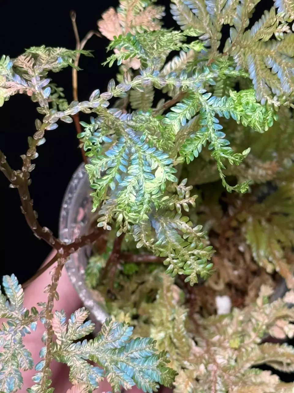 plant/Selaginella Willdenowii Variegated with stunning variegation and iridescent.-9